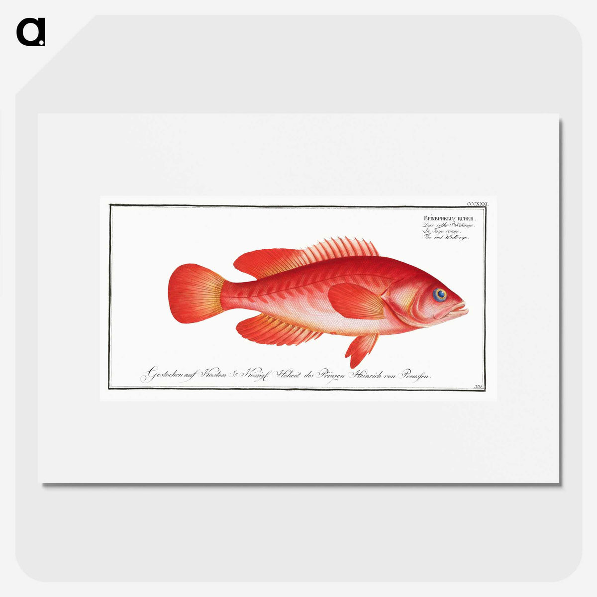 1-83_Ichtyologie-ou-Histoire-naturelle_picture