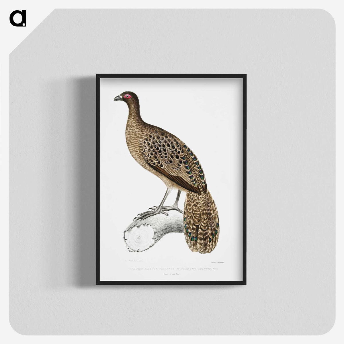 1-83_Indian-Zoology_blk-crop