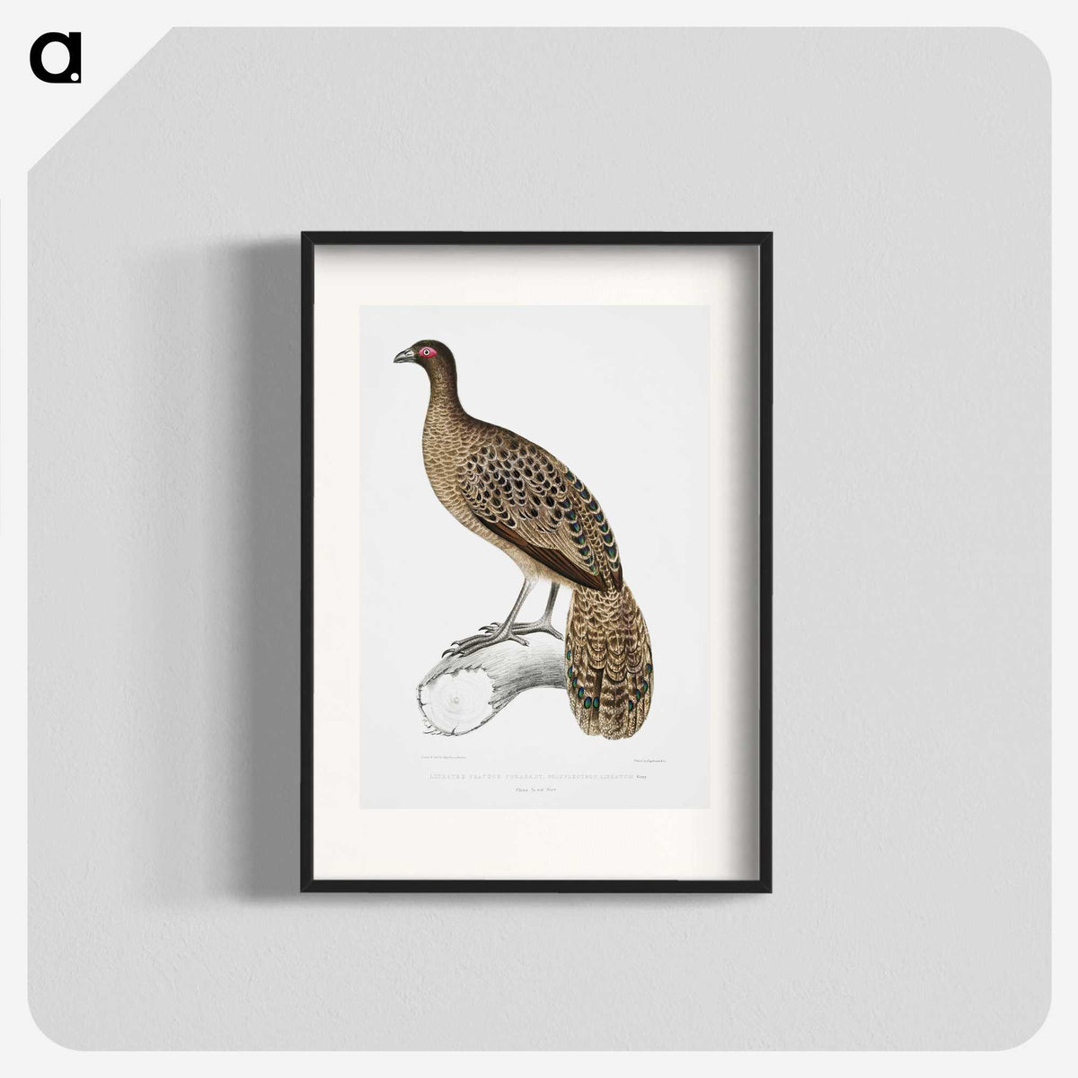 1-83_Indian-Zoology_blk
