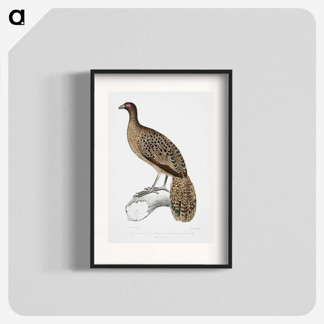 1-83_Indian-Zoology_blk
