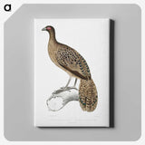 1-83_Indian-Zoology_canvas
