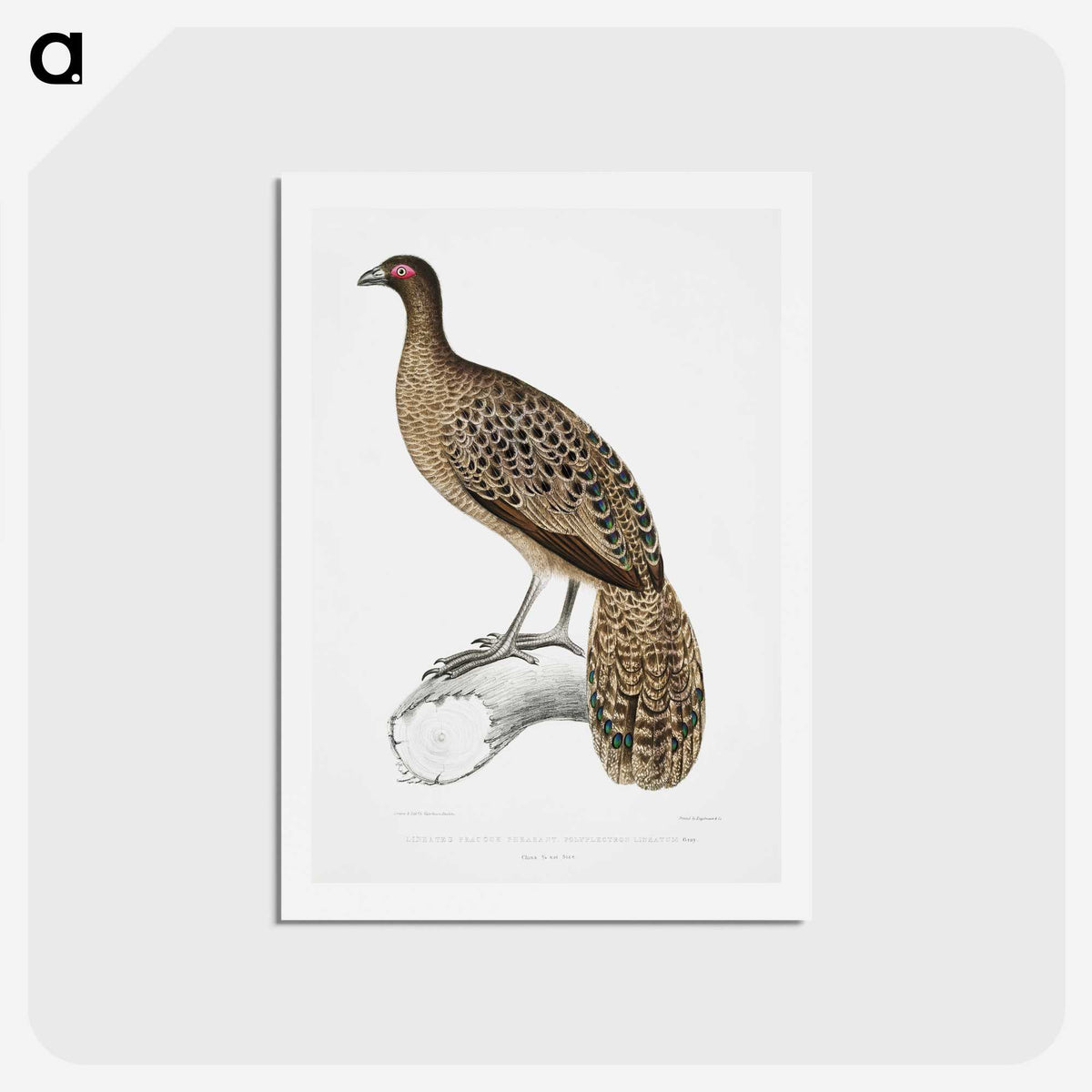 1-83_Indian-Zoology_hagaki