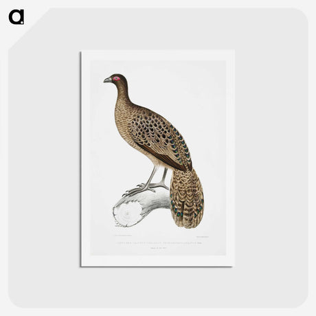 1-83_Indian-Zoology_hagaki
