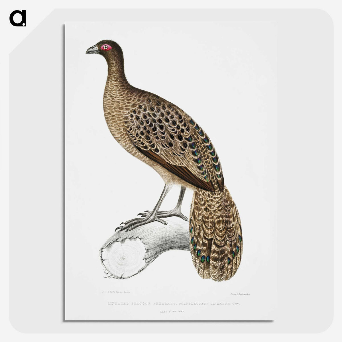 1-83_Indian-Zoology_picture-crop