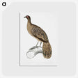 1-83_Indian-Zoology_postcard