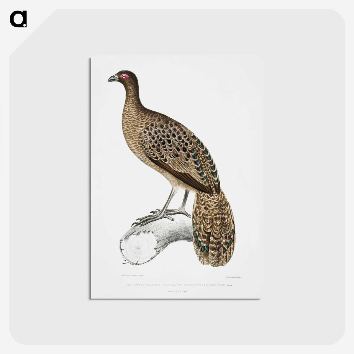 1-83_Indian-Zoology_postcard
