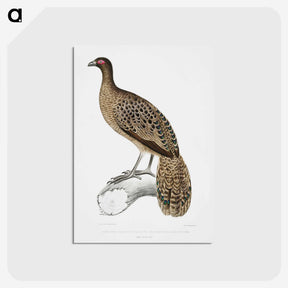1-83_Indian-Zoology_postcard