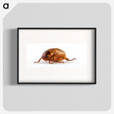 1-83_Insects-Unlocked-Project_blk