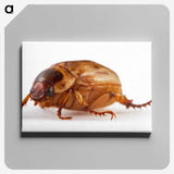 1-83_Insects-Unlocked-Project_canvas