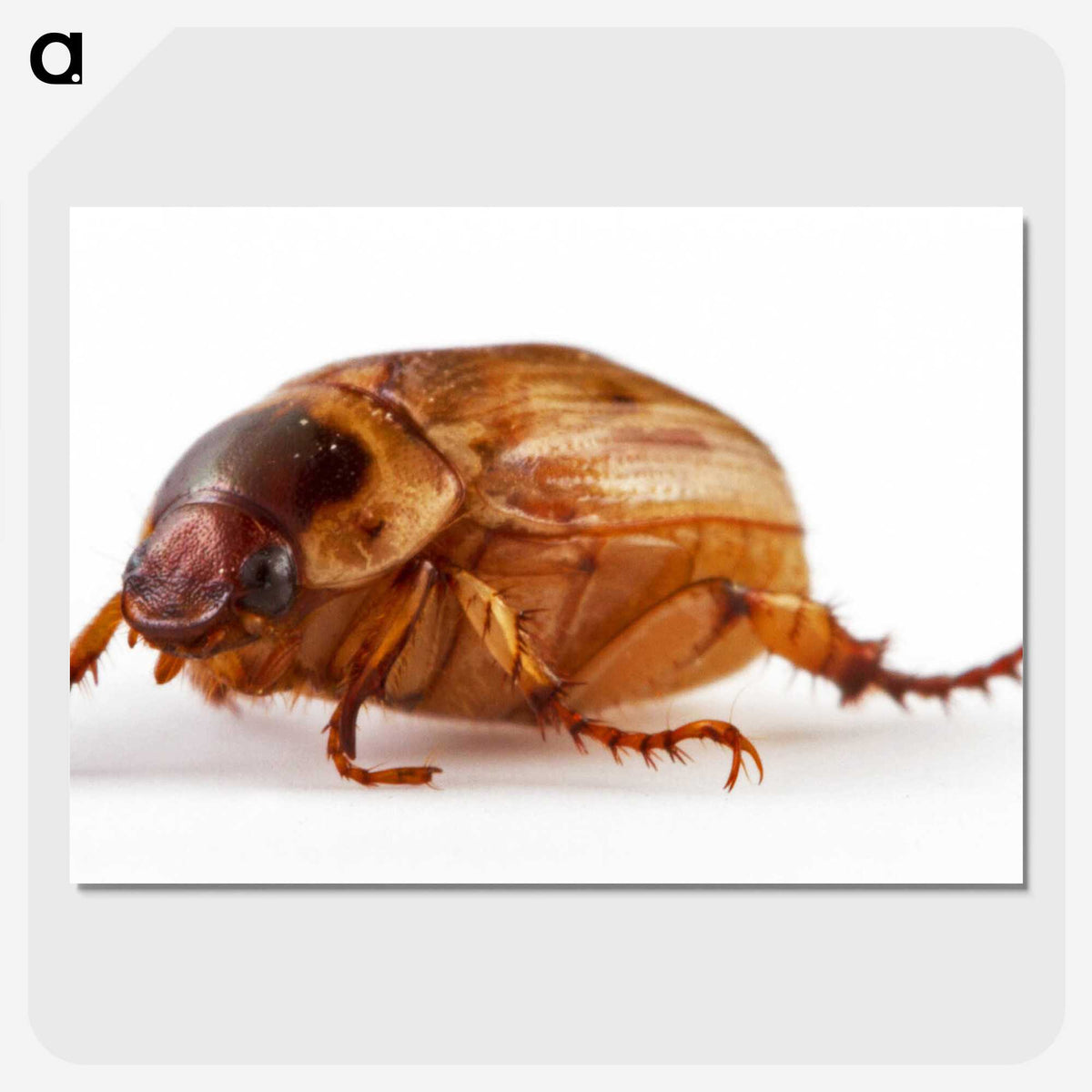 1-83_Insects-Unlocked-Project_picture-crop