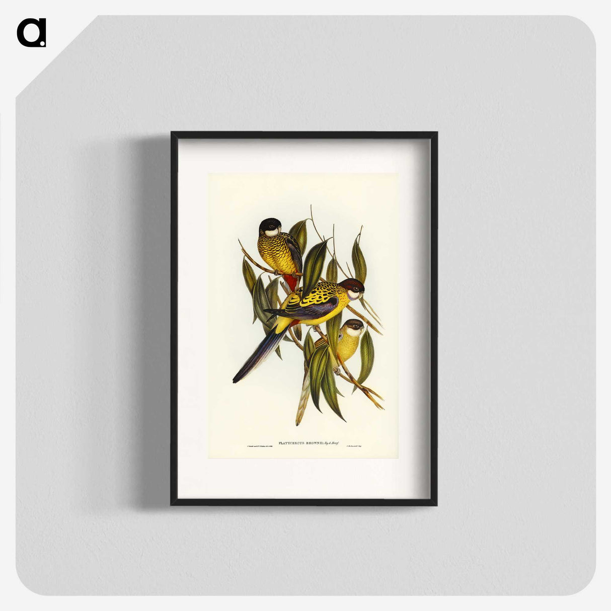 1-83_John-Gould_blk
