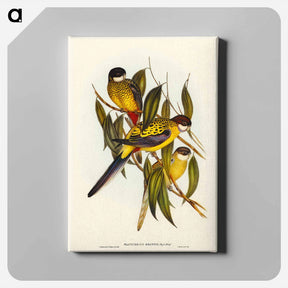 アートパネル-Brown's Parakeet
 - ジョン グールド Canvas.