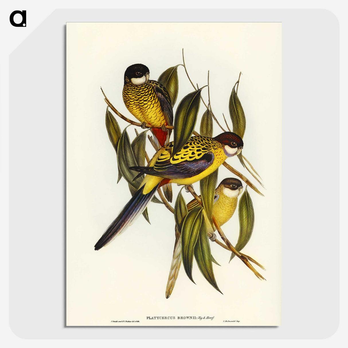 1-83_John-Gould_picture-crop