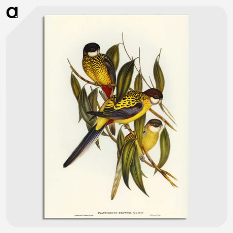 1-83_John-Gould_picture-crop