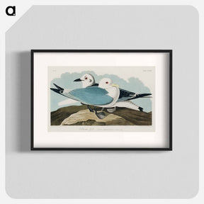 アートポスター-Kittiwake Gull
 - ジョン ジェームス オーデュボン Poster.