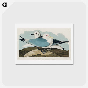 アートポストカード-Kittiwake Gull
 - ジョン ジェームス オーデュボン Postcard.