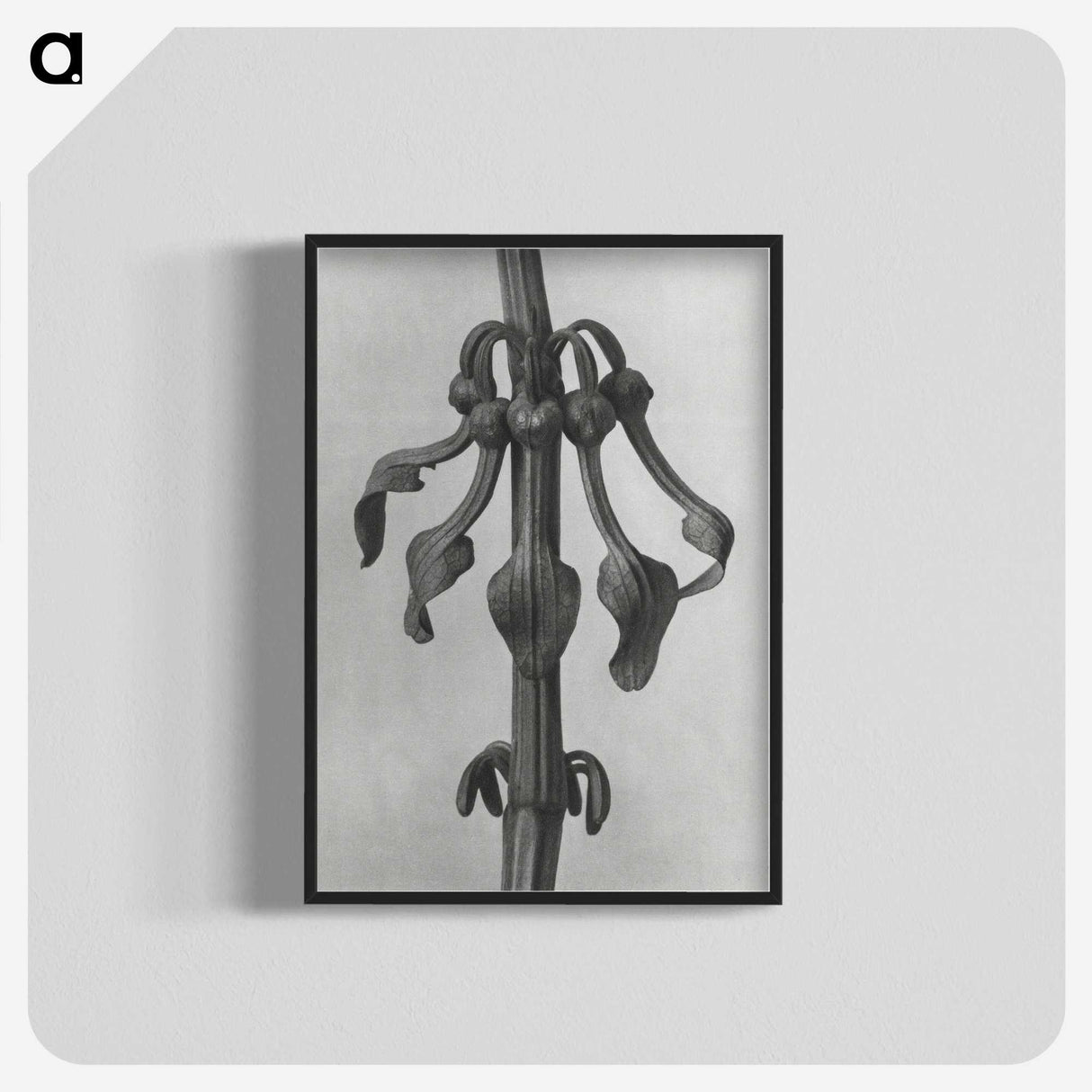 1-83_Karl-Blossfeldt_blk-crop