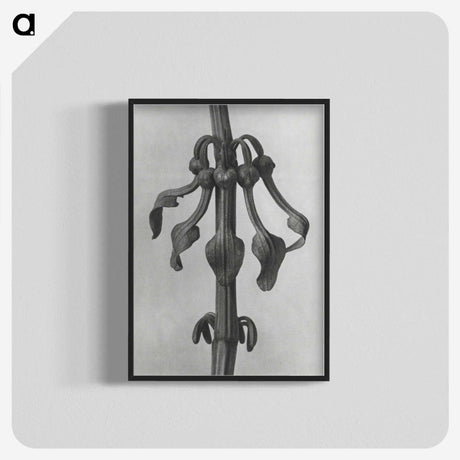 1-83_Karl-Blossfeldt_blk-crop