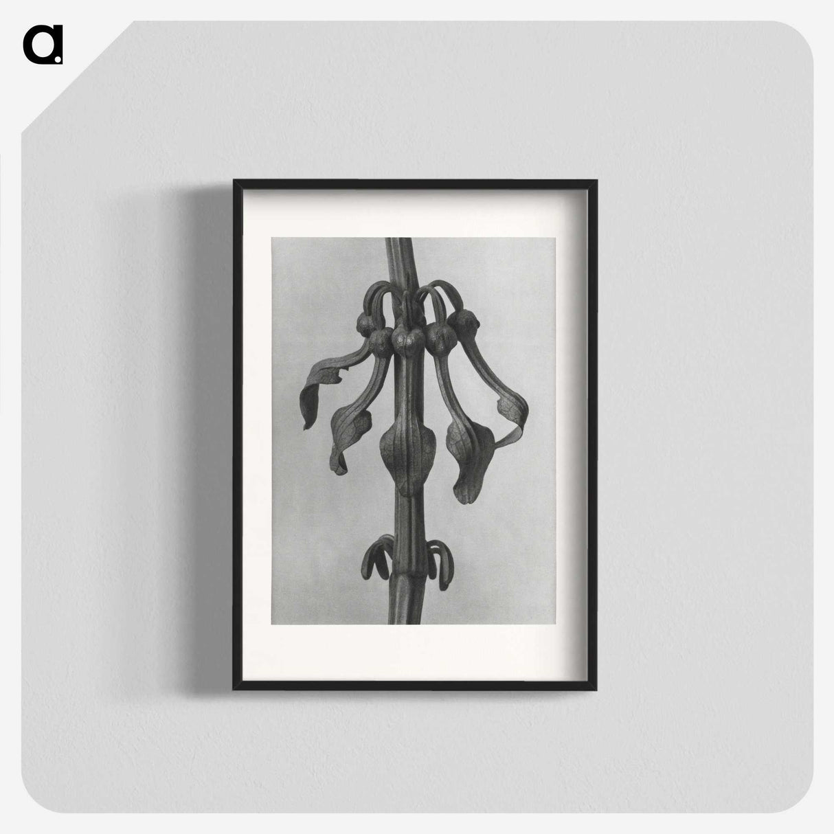 1-83_Karl-Blossfeldt_blk