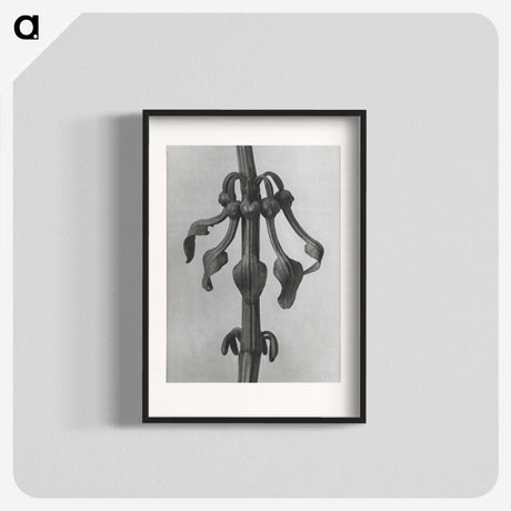 1-83_Karl-Blossfeldt_blk