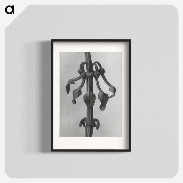 1-83_Karl-Blossfeldt_blk