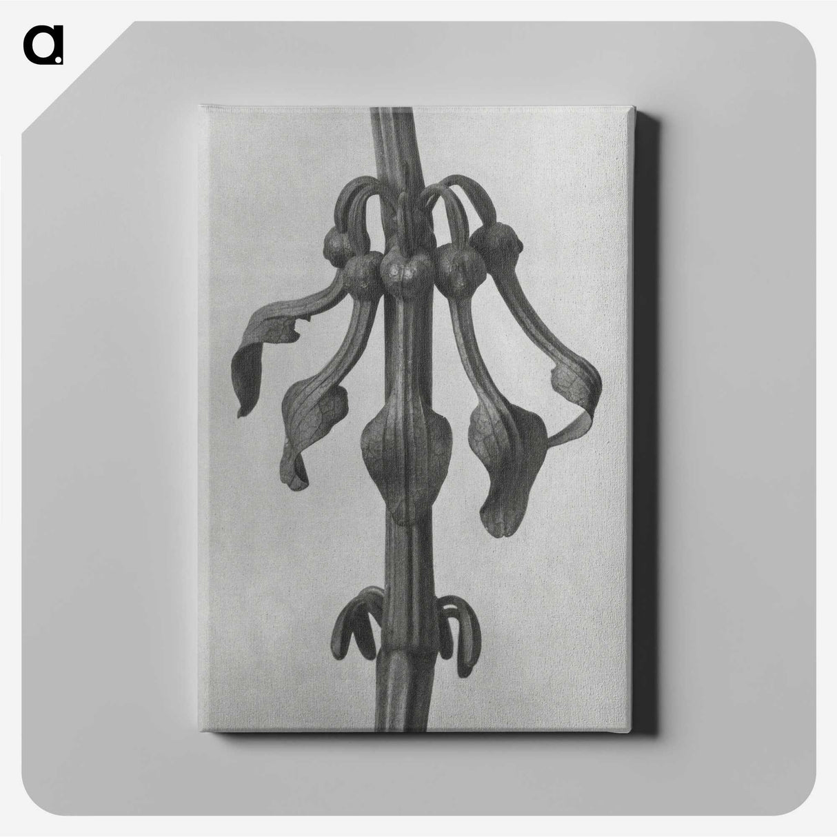 1-83_Karl-Blossfeldt_canvas