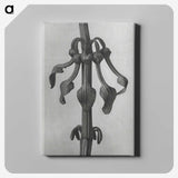 1-83_Karl-Blossfeldt_canvas