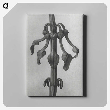 1-83_Karl-Blossfeldt_canvas