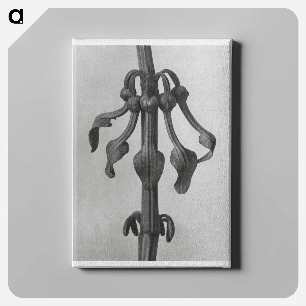 Aristolochia Clematitis - Karl Blossfeldt Canvas.