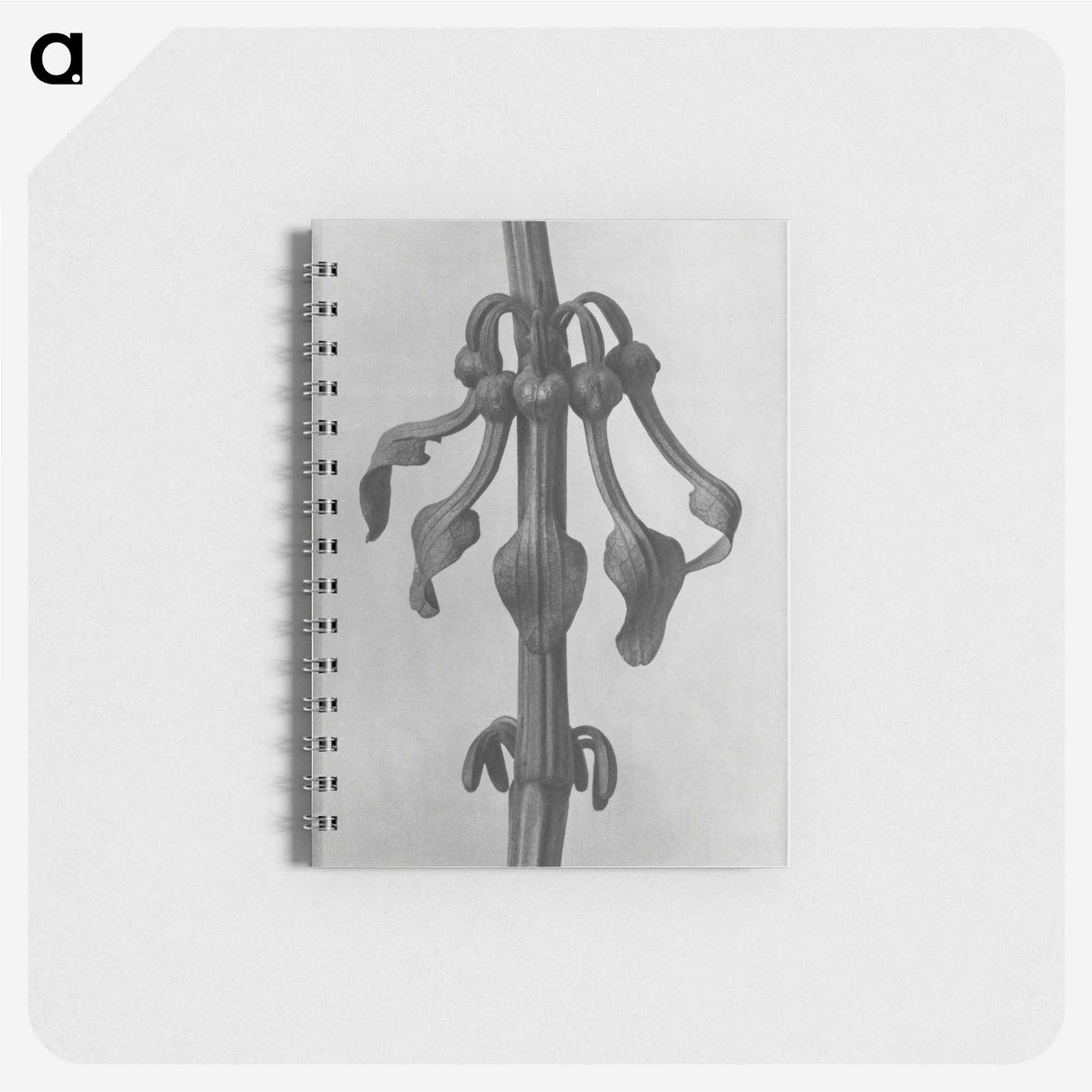 1-83_Karl-Blossfeldt_memo