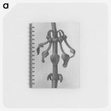 1-83_Karl-Blossfeldt_memo
