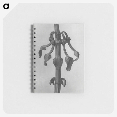 1-83_Karl-Blossfeldt_memo