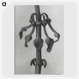 1-83_Karl-Blossfeldt_picture-crop