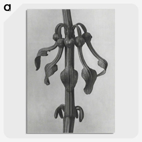 1-83_Karl-Blossfeldt_picture-crop