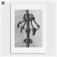1-83_Karl-Blossfeldt_picture