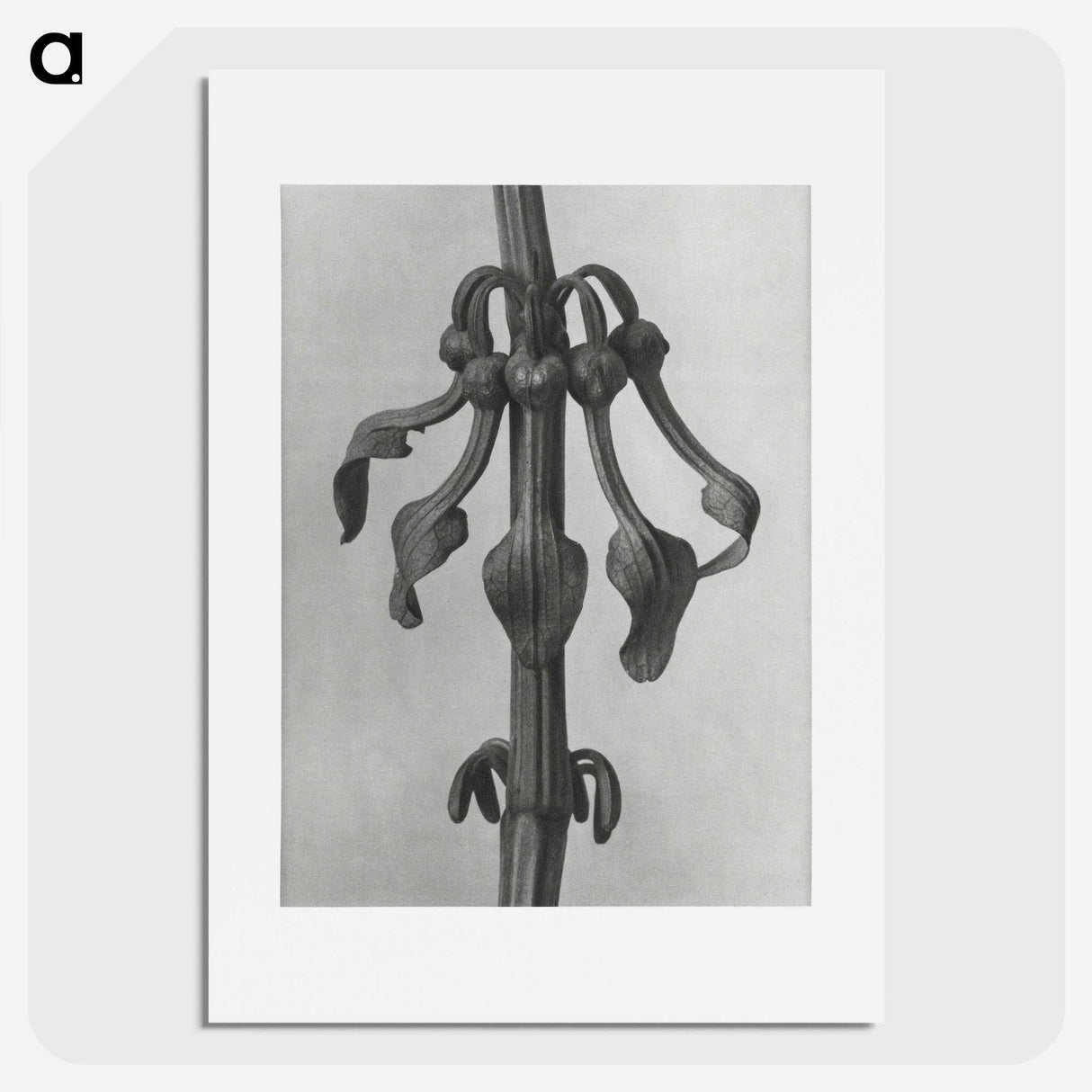 1-83_Karl-Blossfeldt_picture