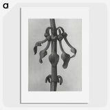 1-83_Karl-Blossfeldt_picture