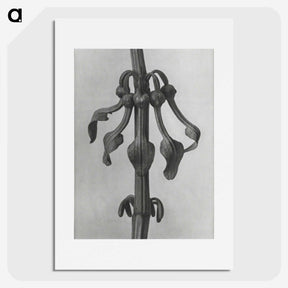 1-83_Karl-Blossfeldt_picture