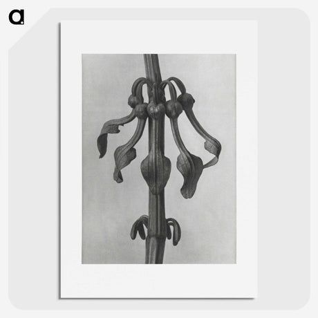 1-83_Karl-Blossfeldt_picture