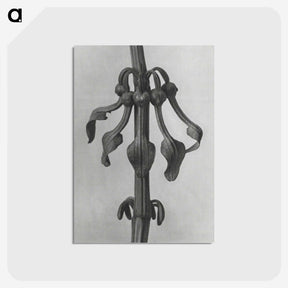 1-83_Karl-Blossfeldt_postcard