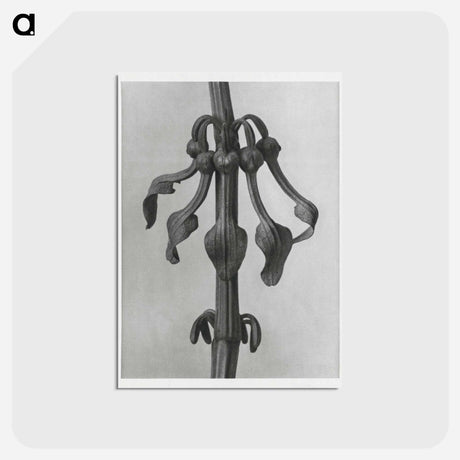 アートポストカード-Aristolochia Clematitis - カール ブロスフェルト Postcard.