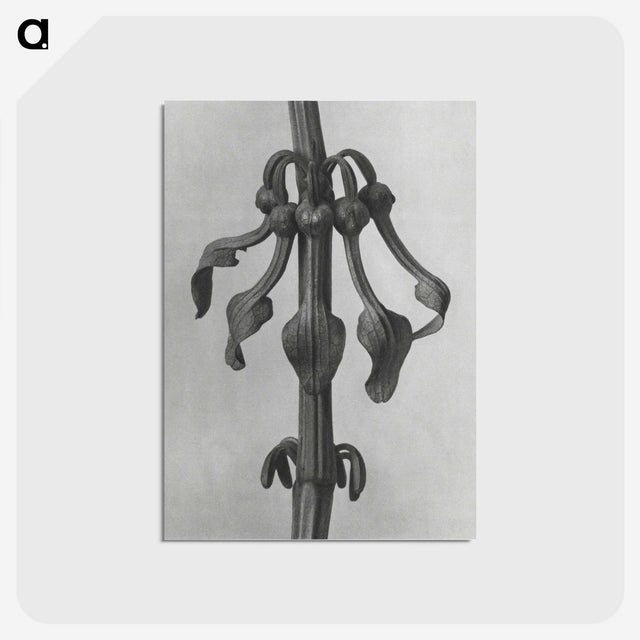 1-83_Karl-Blossfeldt_postcard