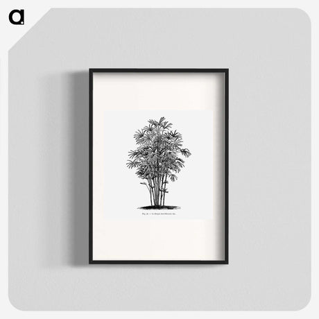 1-83_Les-Palmiers-Histoire-Iconographique_blk