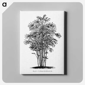 1-83_Les-Palmiers-Histoire-Iconographique_canvas