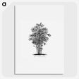1-83_Les-Palmiers-Histoire-Iconographique_picture