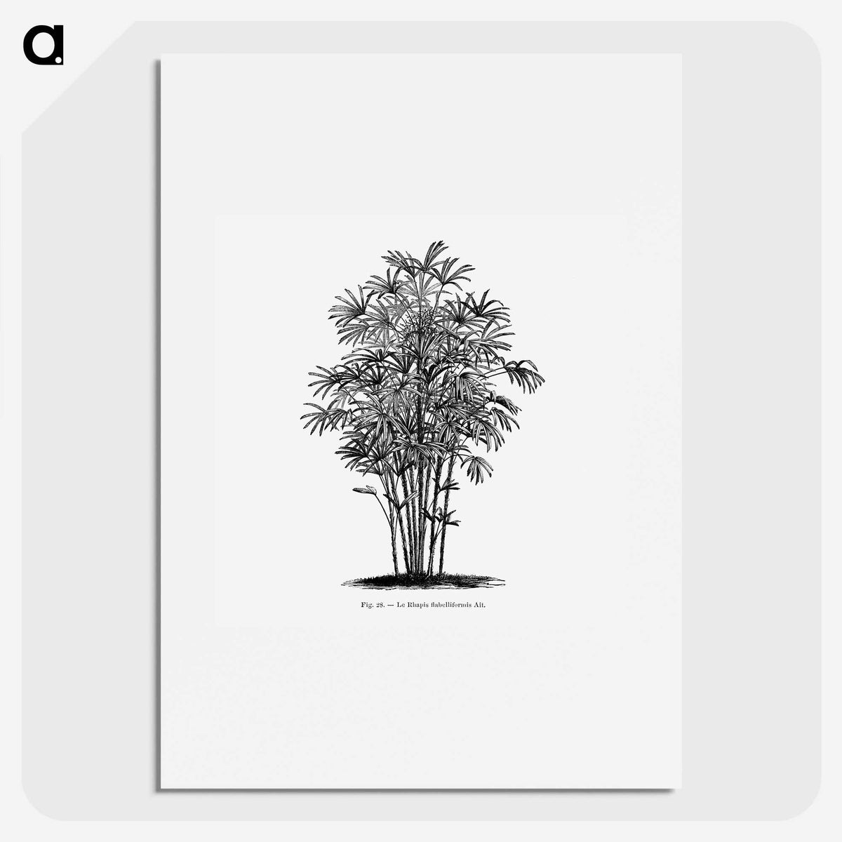 1-83_Les-Palmiers-Histoire-Iconographique_picture