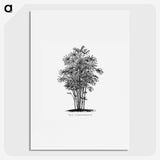 1-83_Les-Palmiers-Histoire-Iconographique_picture