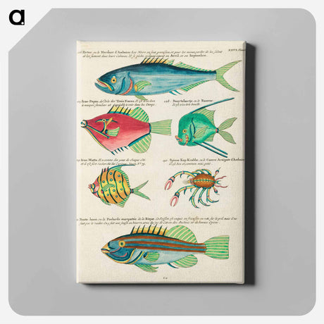 アートパネル-Moluccan Sea Curiosities
 - ルイ ルナール Canvas.