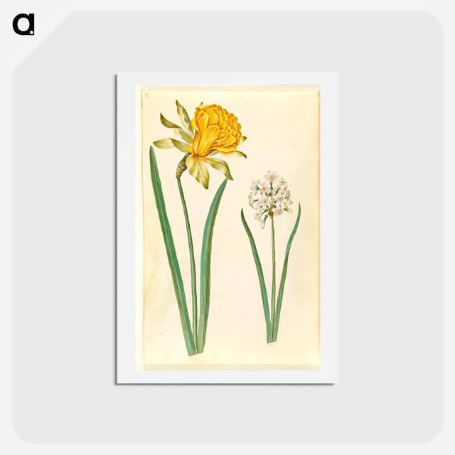 アートポストカード-Narcissus
 - マリア ジビーラ メーリアン Postcard.