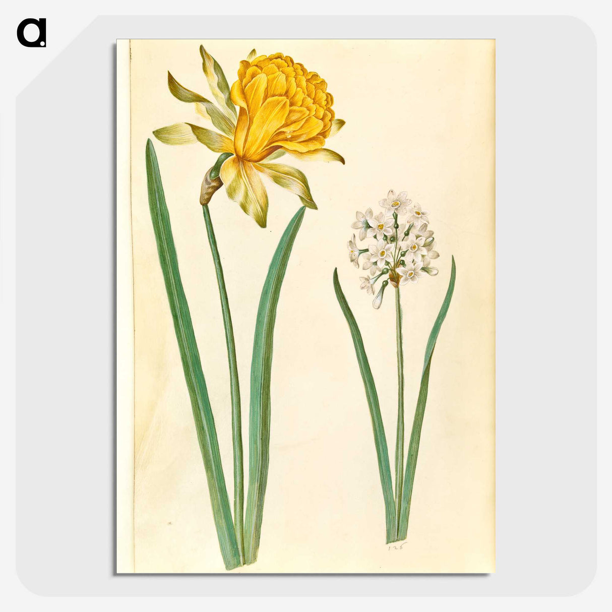 1-83_Maria-Sibylla-Merian_picture-crop